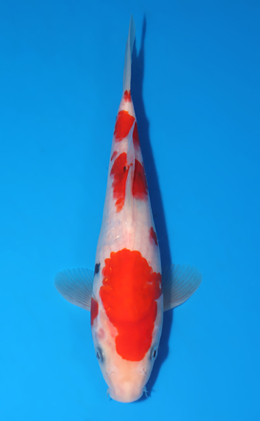 Taisho Sanke - koi #x0516a047