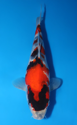 Showa - koi #x0516a050
