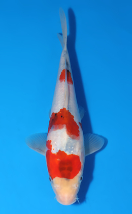 Showa - koi #x0516a052