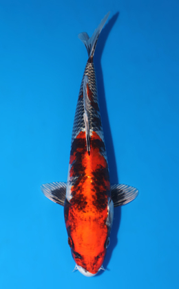Kujyaku - koi #x0519a003
