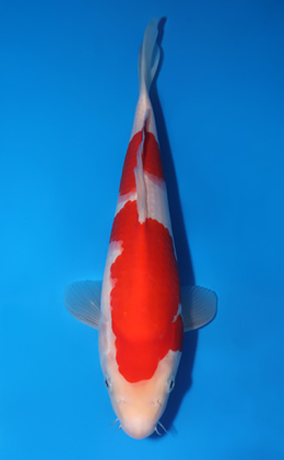 Kohaku - koi #x0519a004
