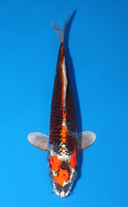Kujyaku - koi #x0519a008