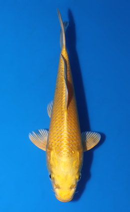 Ogon - koi #x0519a011