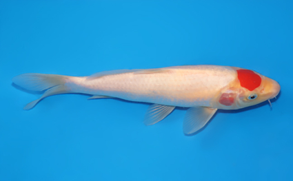 Tancho Kohaku - koi #x0519a016 - Side View A