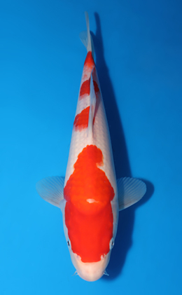 Kohaku - koi #x0519a017