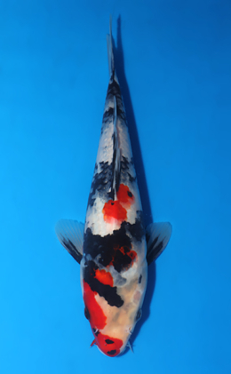 Showa - koi #x0519a019
