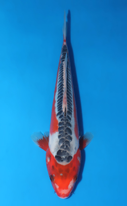 Shusui - koi #x0519a025