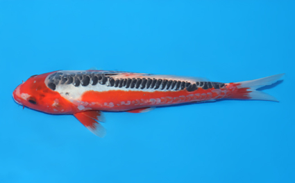 Shusui - koi #x0519a025 - Side View A