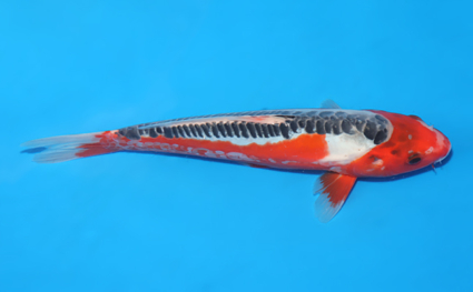Shusui – koi #x0519a025 - Image 3