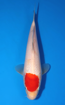 Tancho Kohaku - koi #x0519a026