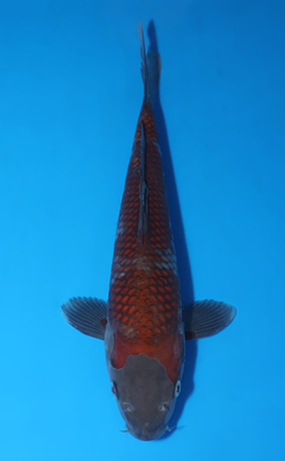 Ochibashigure - koi #x0519a031