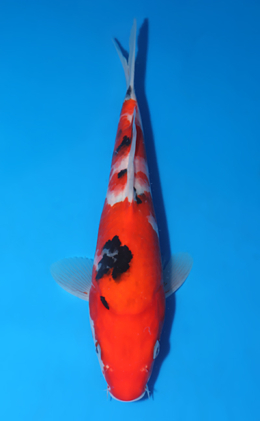 Taisho Sanke - koi #x0519a033