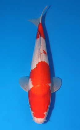 Kohaku - koi #x0519a034
