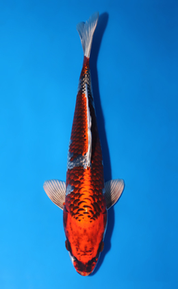 Kujyaku - koi #x0519a036