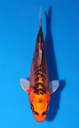 Doitsu Kujyaku - koi #x0519a037
