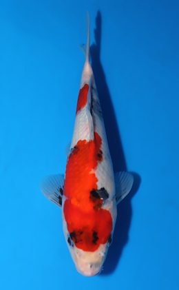 Showa - koi #x0519a044