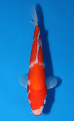 Kohaku - koi #x0519a045