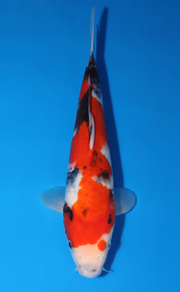 Showa - koi #x0519a047