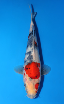 Showa - koi #x0519a049
