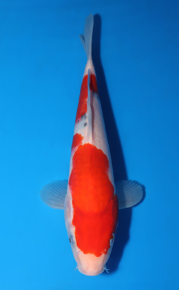 Taisho Sanke - koi #x0519a050