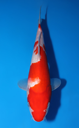 Kohaku - koi #x0519a051