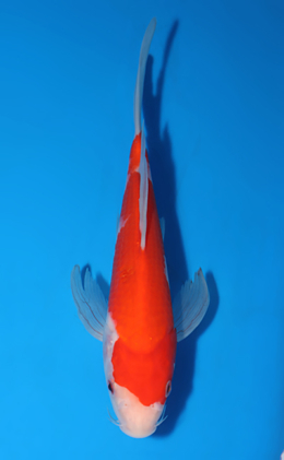Hirenaga Kohaku - koi #x0519a052