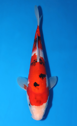 Taisho Sanke - koi #x0519a053