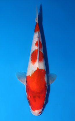 Showa - koi #x0519a054