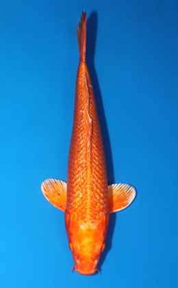 Ginrin Orange Ogon - koi #x0519a055