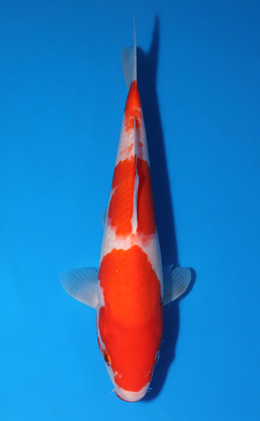 Kohaku - koi #x0519a058