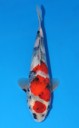 Showa - koi #x0519a059