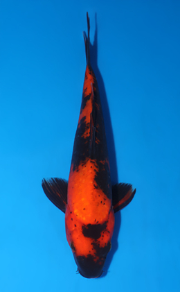 Hi Utsuri - koi #x0519a060