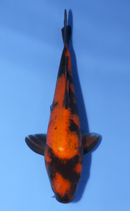 Hi Utsuri - koi #x0520a001