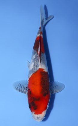 Showa - koi #x0520a002