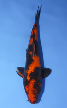 Hi Utsuri - koi #x0520a003
