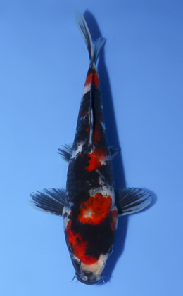 Showa - koi #x0520a005