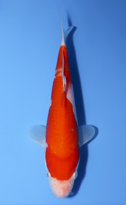 Kohaku - koi #x0520a006