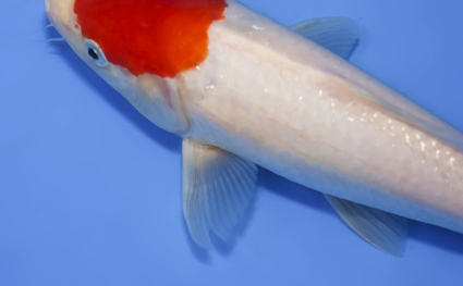 Tancho Kohaku - koi #x0520a007 - Side View A