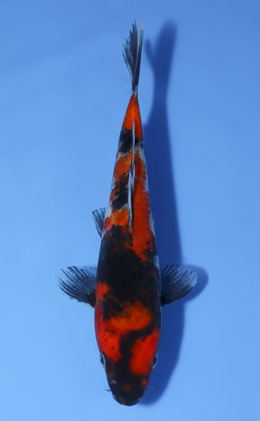 Showa - koi #x0520a008