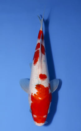 Taisho Sanke - koi #x0520a010