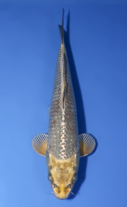Kawari - koi #x0520a011