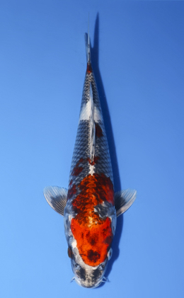 Kujyaku - koi #x0520a014