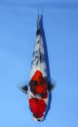 Showa - koi #x0520a016