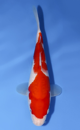 Kohaku - koi #x0520a018