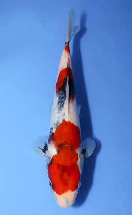 Showa - koi #x0520a019