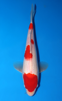 Kohaku - koi #x0522a005