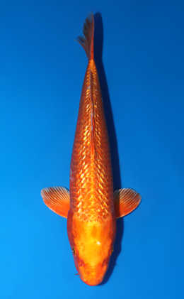 Ginrin Orange Ogon - koi #x0522a006