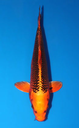 Orange Matsuba Ogon - koi #x0522a008