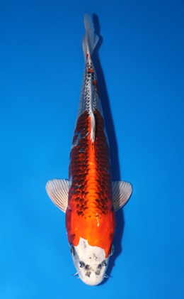 Kujyaku - koi #x0522a009