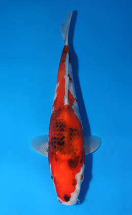 Showa - koi #x0522a011